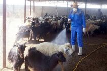 هشدار دامپزشکی خوزستان درباره بیماری دامی تب خونریزی دهنده کریمه کنگو