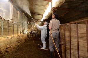 سمپاشی بیش از 50 روستای کجور علیه تب کنگو