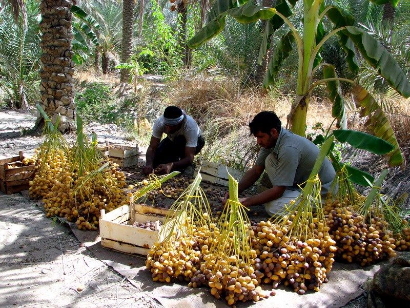 خرید توافقی بیش از هزار تن خرما از کشاورزان هرمزگانی
