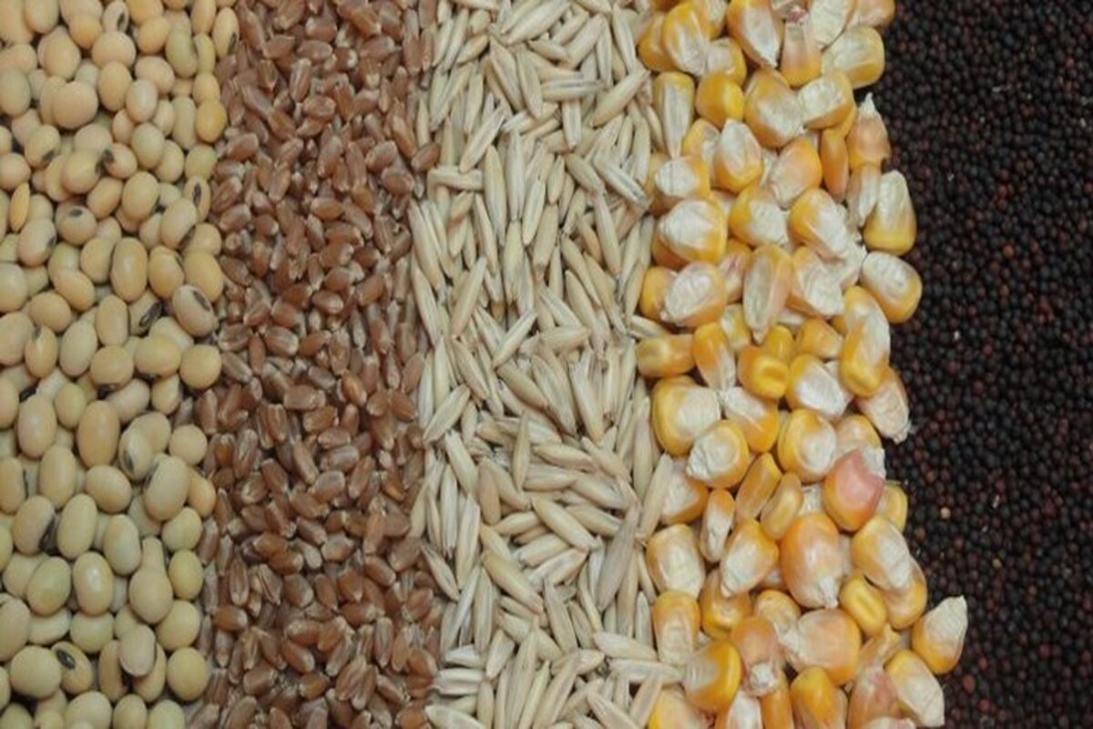 نهاده دامی