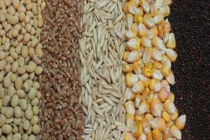 ۱۲ تن نهاده دامی در منطقه بلده توزیع شد