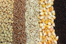 توزیع ۹۰۰ تن نهاده دامی بین دامداران فارس توسط تعاون روستایی