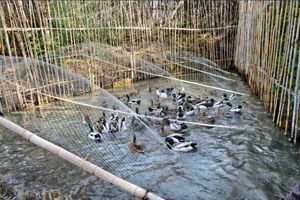 دستگیری شکارچیان غیرمجاز در شهرستان شفت