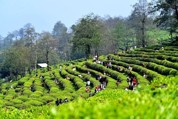 ترکیه بزرگ‌ترین مقصد چای ایرانی در سال جاری است