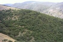 مهار حریق در منطقه سبزکوه