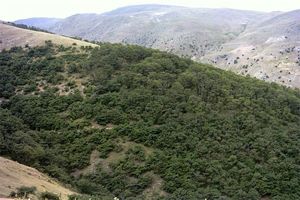 مهار حریق در منطقه سبزکوه