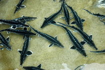 صید تجاری ماهیان خاویاری دریای خزر ممنوع است