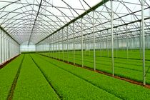 ۶۶ واحد گلخانه در خانمیرزا فعالیت می‌کند