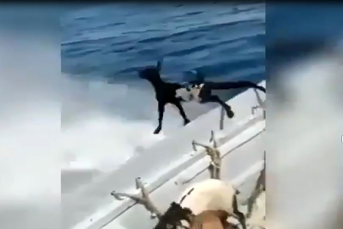 پرت‌کردن+دام‌ها+در+دریا