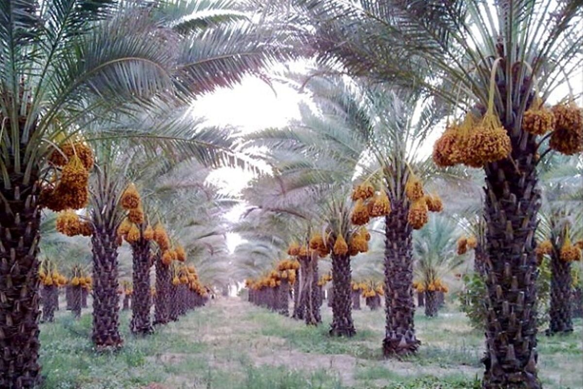 رطب