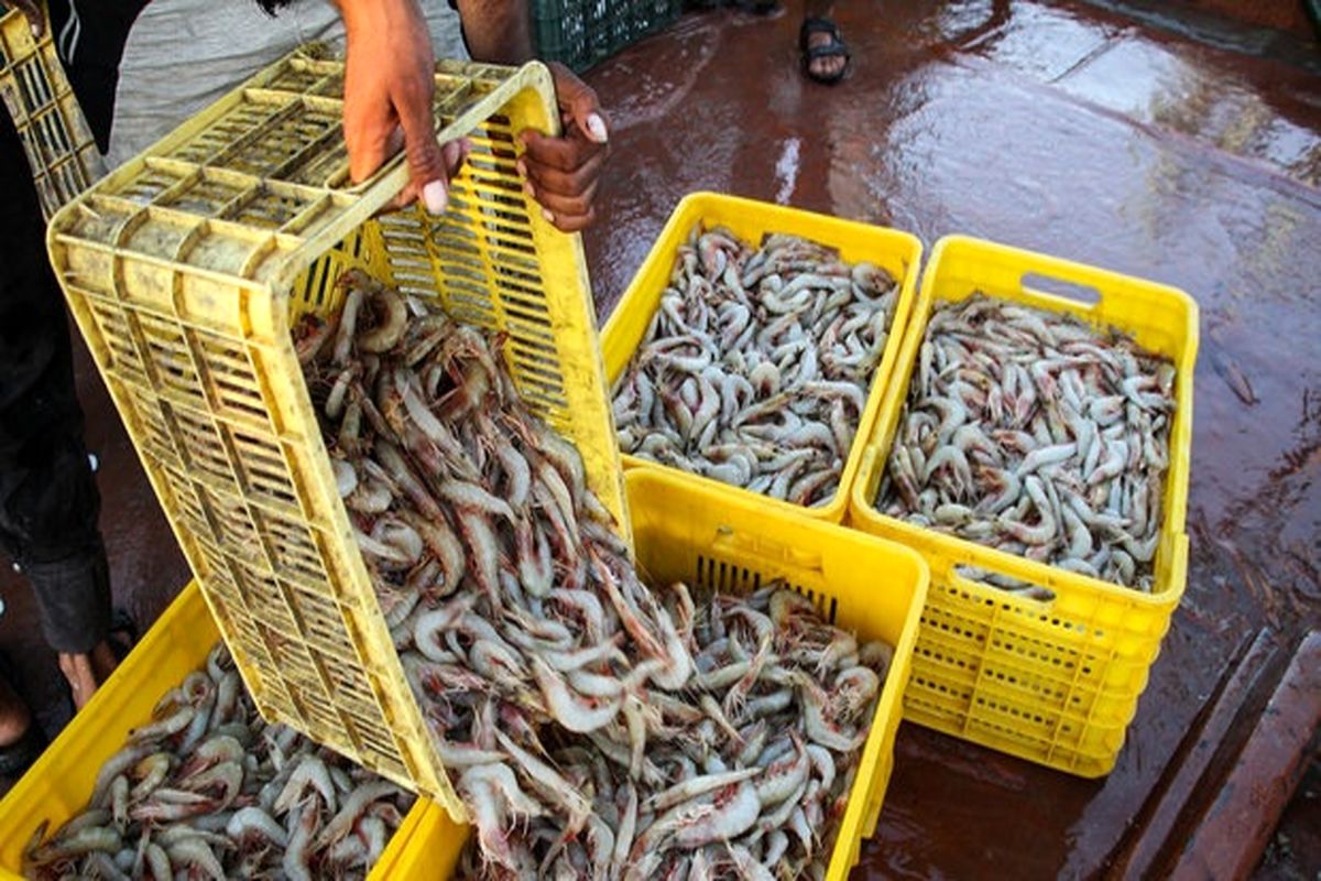 صید میگو در هرمزگان 