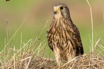 درمان و رهاسازی یک پرنده دلیجه در زیستگاه های نایین