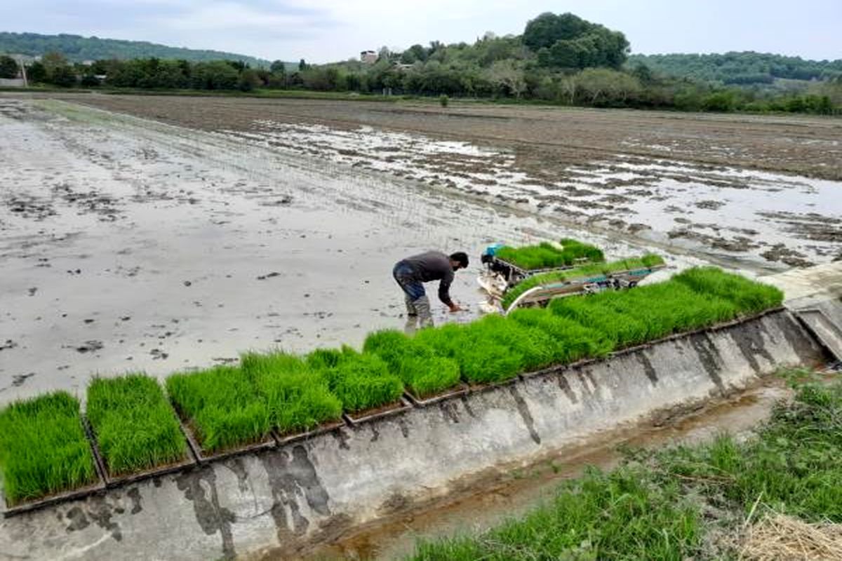 نخستین نشاء مکانیزه در سوادکوه