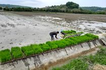 نخستین نشاء مکانیزه برنج در سوادکوه‌شمالی/ کشت مکانیزه 700 هکتاری