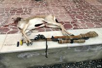 دستگیری متخلف شکار و صید آهو در پارک ملی قمیشلو