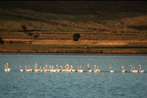 ضرورت مدیریت مشارکتی در حفظ تالاب آق گل