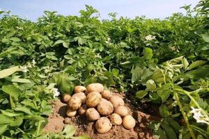 آغاز کشت سیب‌زمینی در ۲۱ هزار هکتار از اراضی استان اردبیل