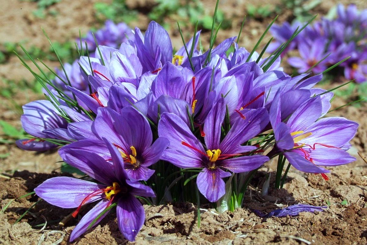 وزیر جهاد کشاورزی