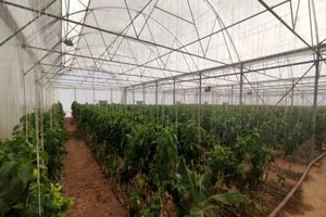 گلخانه سبزی و صیفی  در روستای کریم‌آباد به بهره‌برداری رسید