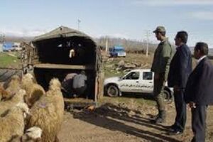 دستگیری باند سارقان احشام در گلپایگان 