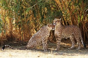 مشاهده ۲ یوزپلنگ آسیایی در منطقه یوزکنام پل ابریشم سمنان + فیلم