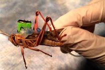 ملخ‌ها می توانند مواد منفجره را تشخیص دهند