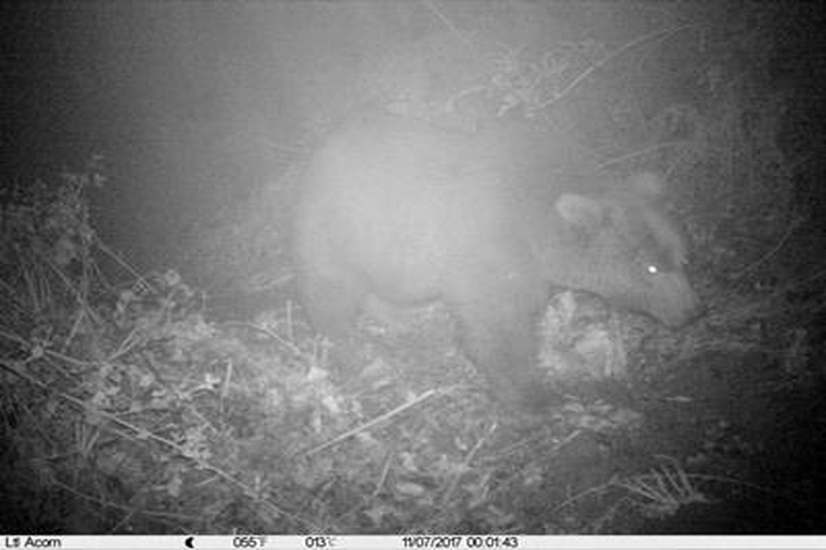 خرس قهوه ای