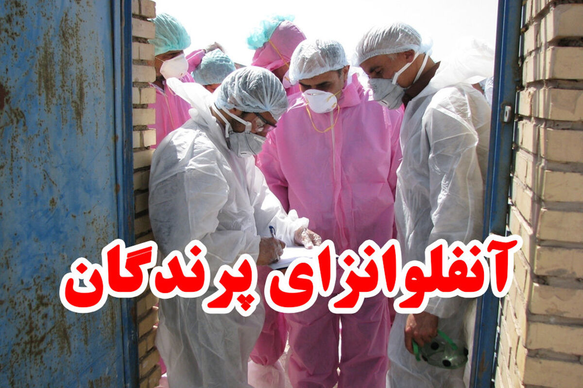 اصفهان- آنفلوانزای پرندگان