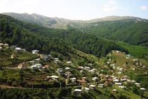 زندگی نزدیک درختان به سلامت مغز وکاهش استرس کمک می کند