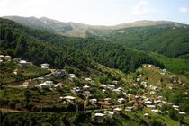 لزوم تصویب طرحی برای خروج درختان افتاده از جنگل‌ها