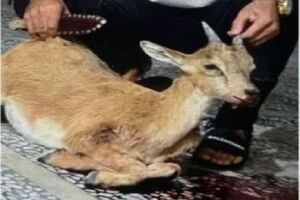 باند شکار غیرمجاز حیات‌وحش در آمل متلاشی شد