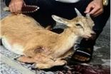 باند شکار غیرمجاز حیات‌وحش در آمل متلاشی شد