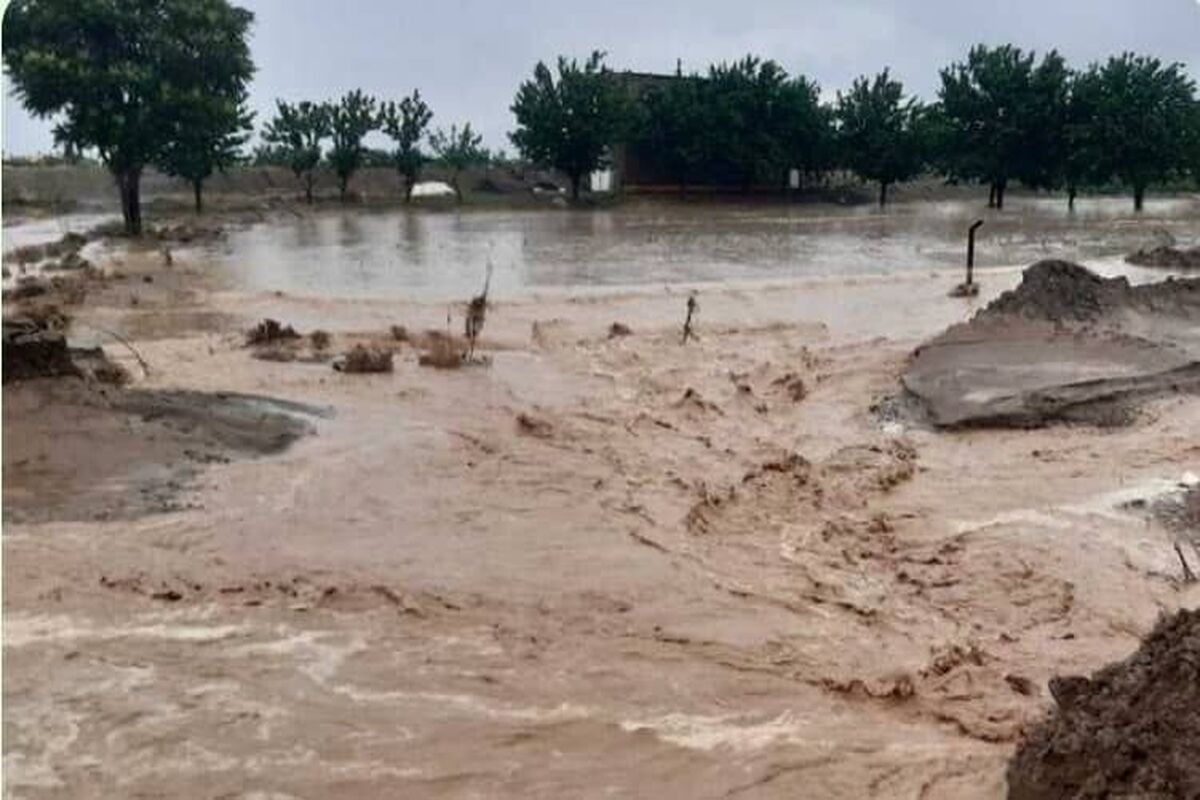 سی