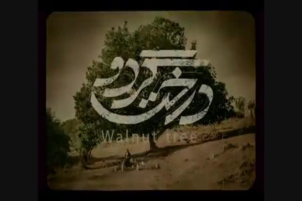 درخت گردو