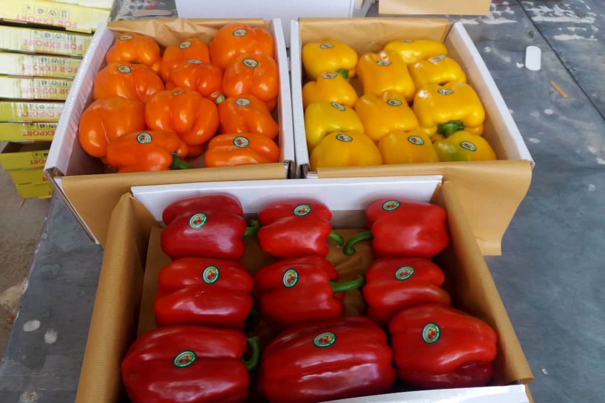 صادارت فلفل دلمه‌ای