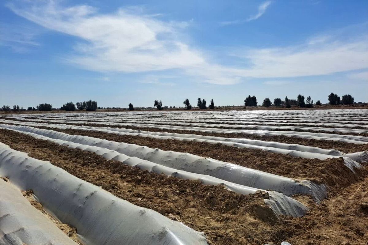 کشت قراردادی در افغانستان 