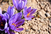 غارت طلای سرخ ایران در سایه بی‌تفاوتی مسوولان