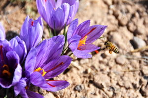 غارت طلای سرخ ایران در سایه بی‌تفاوتی مسوولان