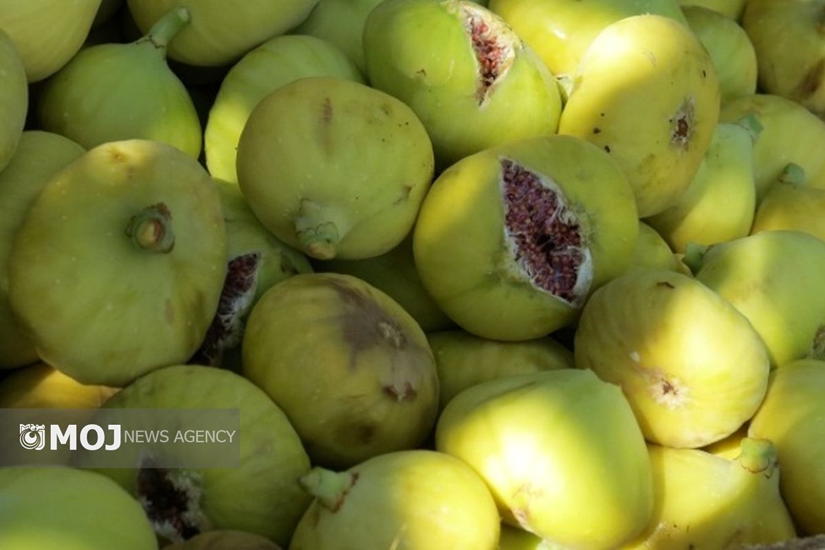 برداشت انجیر