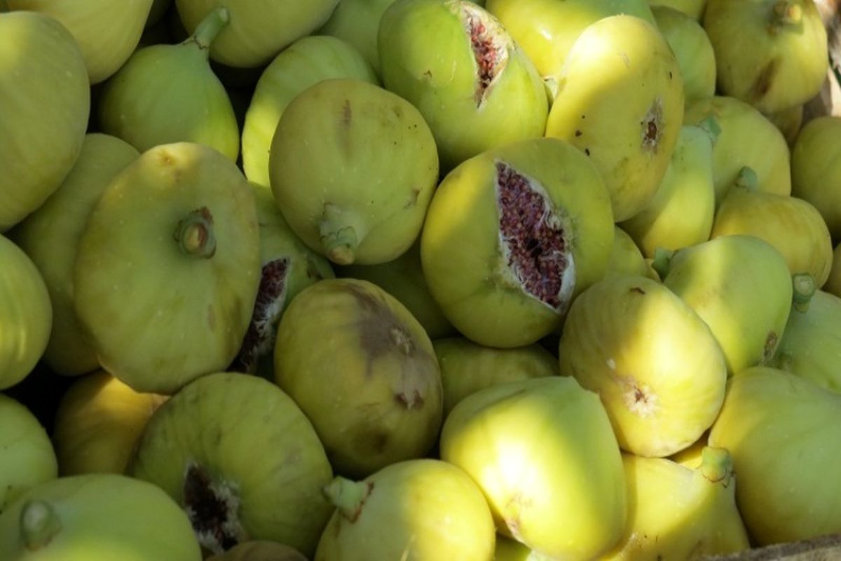 برداشت انجیر