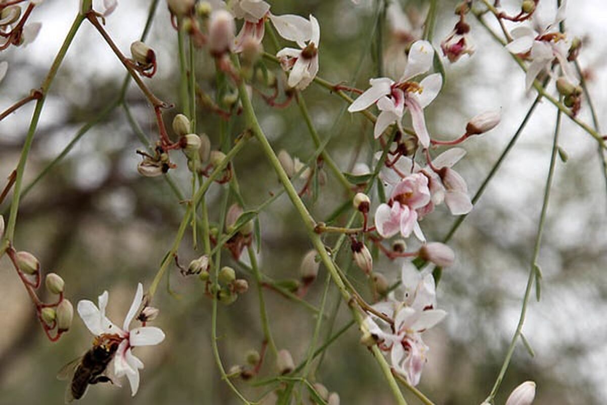 گازرخ 
