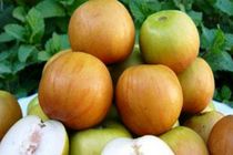 آغاز برداشت کُنار پیوندی رودان 