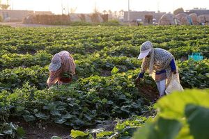 مردم تهران نگران سبزی و صیفی جات خود نباشند / خاک از ورود آلاینده ها به گیاه جلوگیری می‌کند