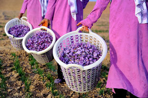 پیش بینی 270 هکتاری کشت زعفران استان همدان در سال جاری/ رکورد بی سابقه سطح زیرکشت باغات استان همدان