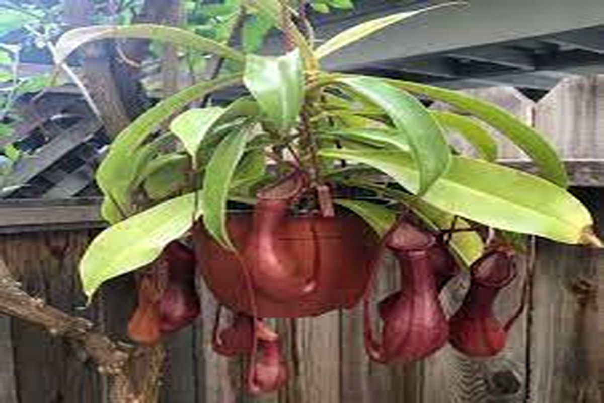 گیاه گوشت خوار