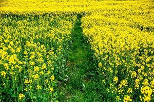 آغاز خرید تضمینی کلزا در مازندران