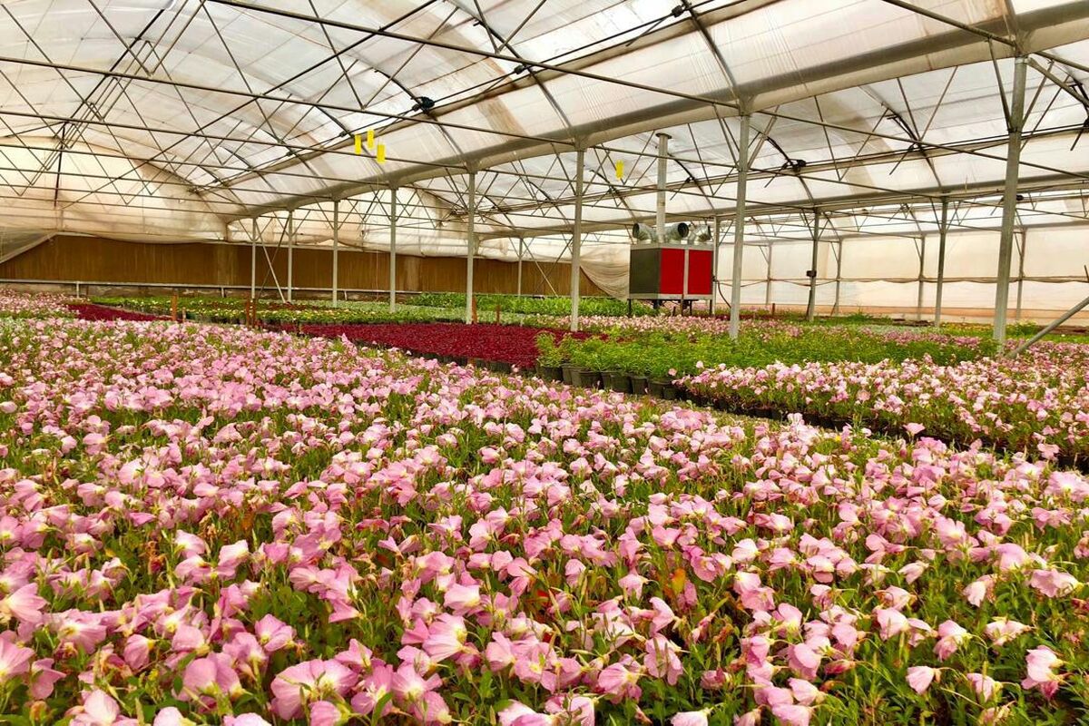  فضای سبز