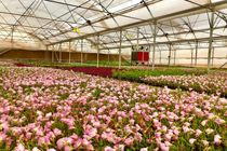 آغاز فاز جدید طرح مطالعاتی بررسی سازگاری گونه‌های گیاهی برای فضای سبز قم