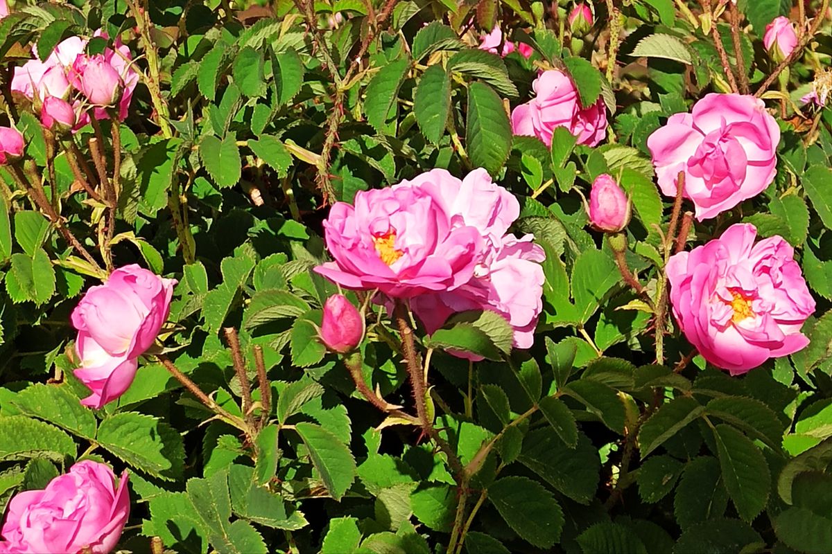 روز میمند+فارس