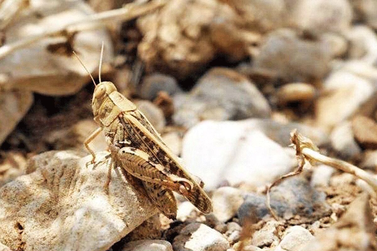 ملخ صحرایی